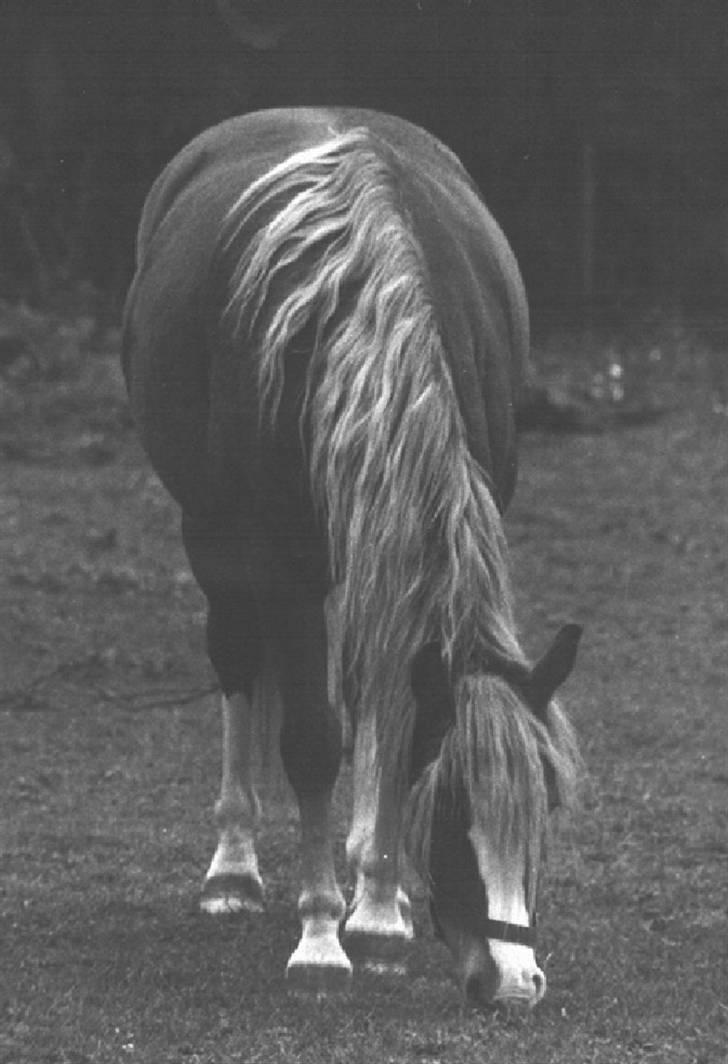 Welsh Pony af Cob-type (sec C) Åvangs Komtesse  - Komtesse m. føl i maven <33´  billede 9