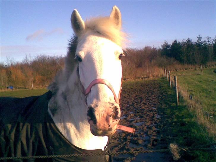 Anden særlig race Bonnie Best<3 | SOLGT - elsker det billede<3 :D - på fold . {fotograf: mig} billede 1