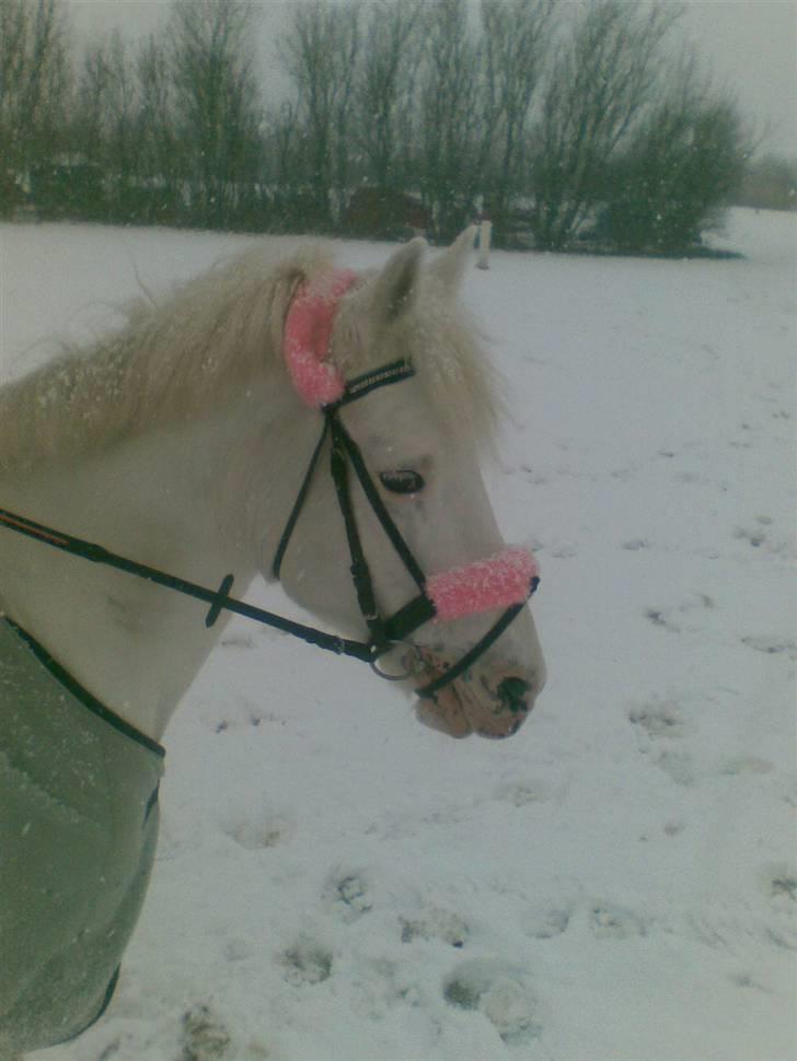 Anden særlig race Bonnie Best<3 | SOLGT - sneen, d. 24/3 - 08 (:  {fotograf: RIKKE :D} billede 5