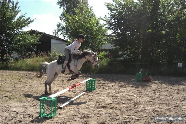 Welsh Mountain (sec A) Silver Sprite "naboens"<3 - hehe en dejlig dag på ridebanen med min veninde billede 5