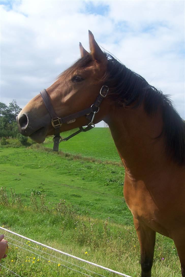 Anden særlig race Chilli *SOLGT 17.01.09* billede 5