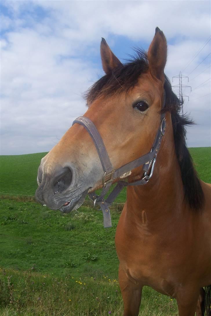 Anden særlig race Chilli *SOLGT 17.01.09* billede 6