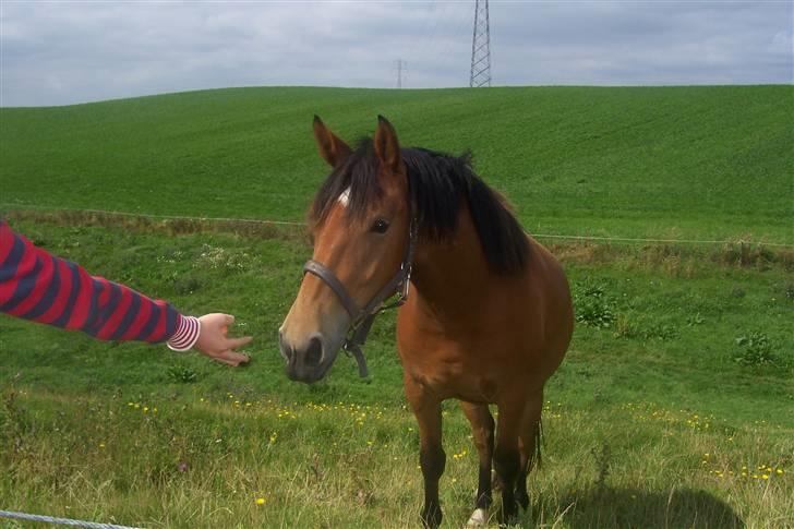 Anden særlig race Chilli *SOLGT 17.01.09* billede 7