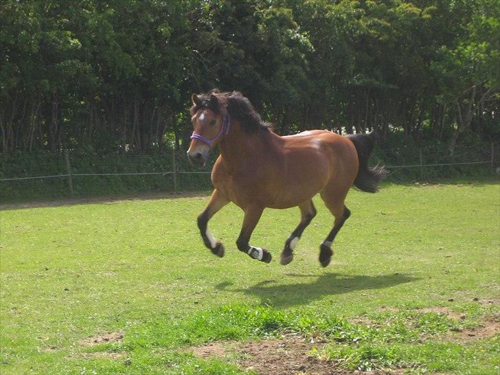 Anden særlig race Sir Gawain of Lisanku - Et af mit ynglings billeder af Gawain i fuld galop billede 3