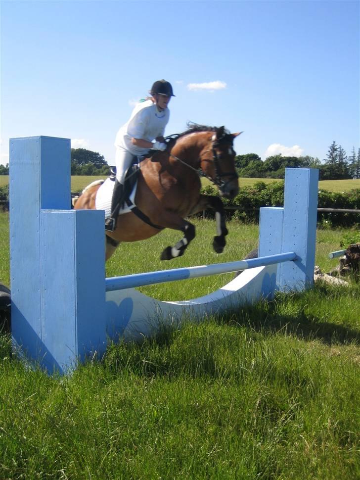 Anden særlig race Sir Gawain of Lisanku - vi springer billede 4