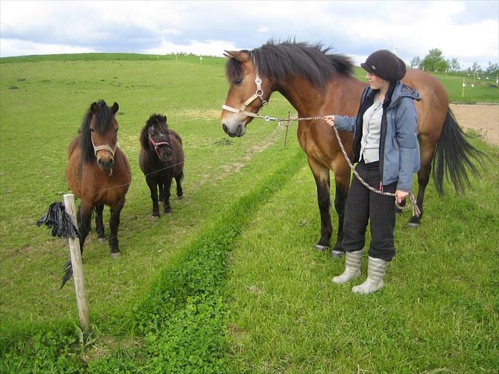 Anden særlig race Sir Gawain of Lisanku - Gawain og jeg på tur. Et billede af en mini Gawain (Bølle). Og den første hest jeg red på (Bella) billede 7