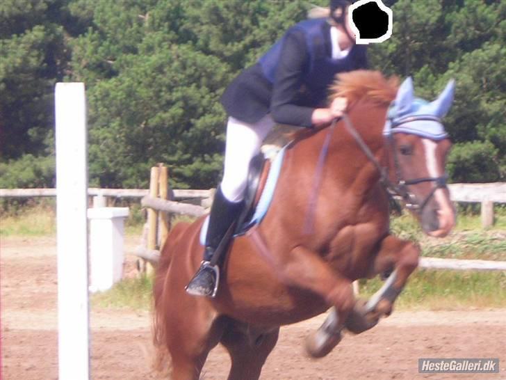 Anden særlig race Nobody *solgt* - Stævne i struer  billede 8