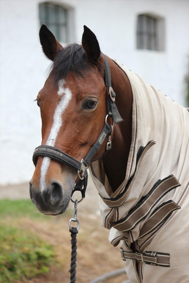 Welsh Pony af Cob-type (sec C) Kielshoop Honey Starlight - NYT 2010 4/8 billede 2