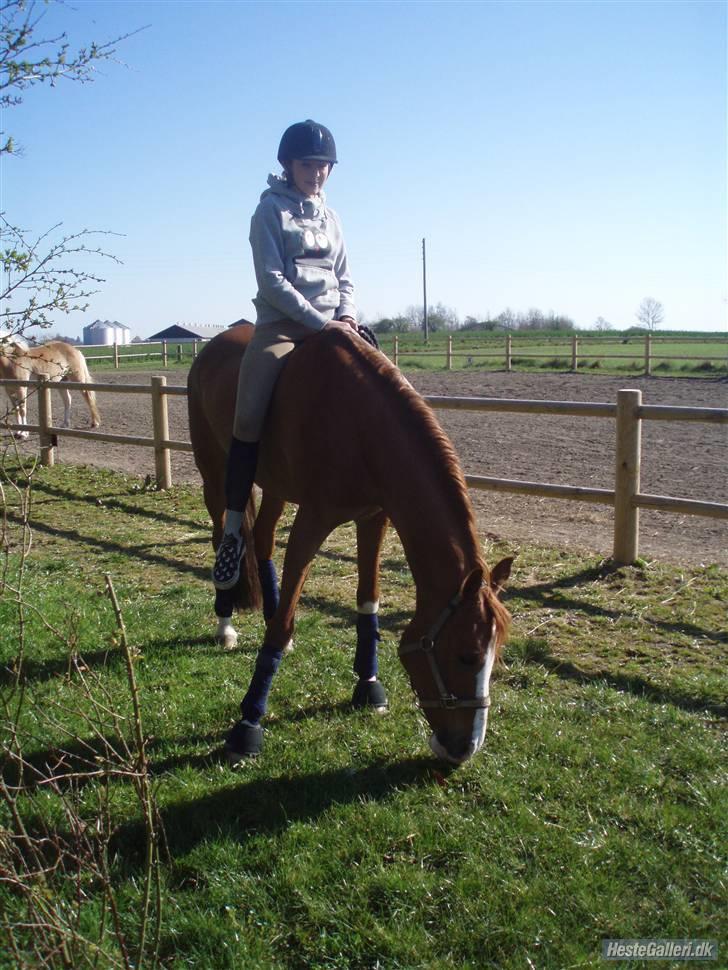 Hollandsk Sportspony Karimh  - Forår 2007, hjemme hos min nabo Anna Maria. billede 4