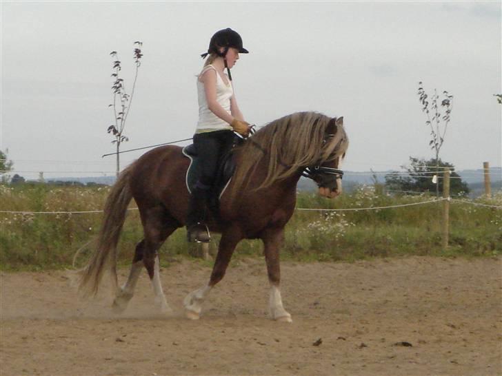 Welsh Pony af Cob-type (sec C) Menai William - Så bliver der øvet program! billede 4