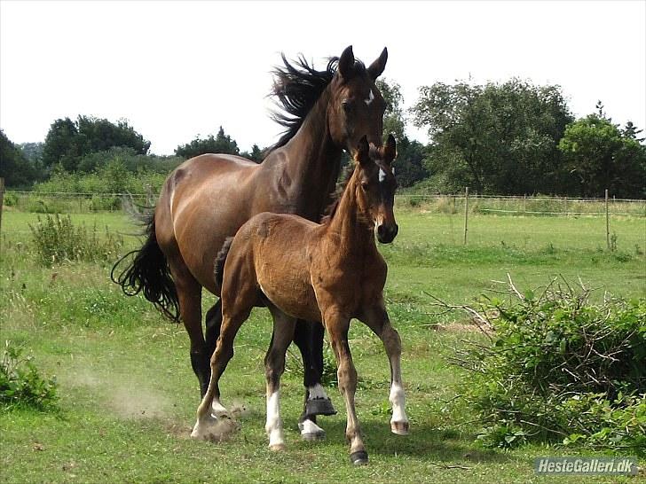 Dansk Varmblod † Pachanga(Baby) † - Velkommen til min smukke Baby´s Profil<3 Baby og Patience juli 10 foto:Challe billede 1