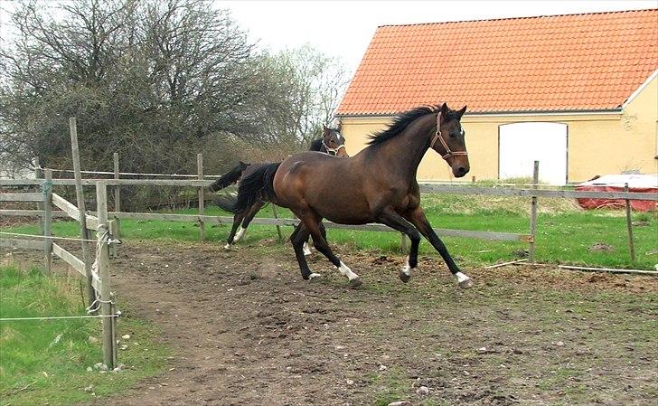 Dansk Varmblod † Pachanga(Baby) † - april 11: Baby Løøøøøber:-P billede 4