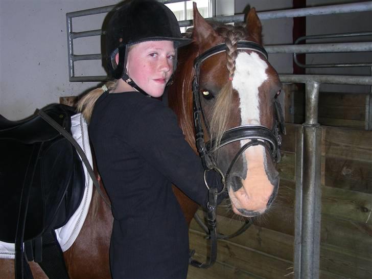 Welsh Pony af Cob-type (sec C) Menai William - Den smukke pony jeg ELSKER<3 billede 7