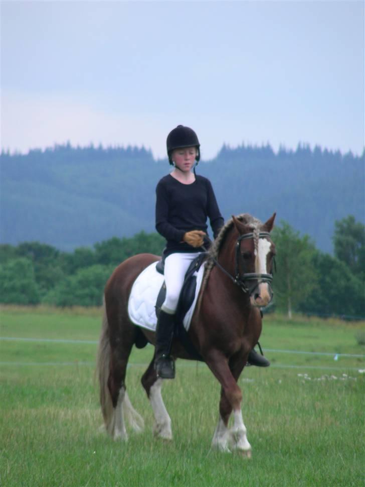 Welsh Pony af Cob-type (sec C) Menai William - Smuk dag - opvarmning til stævne billede 9