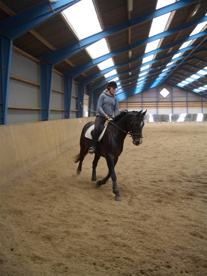 Holstener Cavallier - En lille trav, heh. Taget af: Tamiila (: billede 7