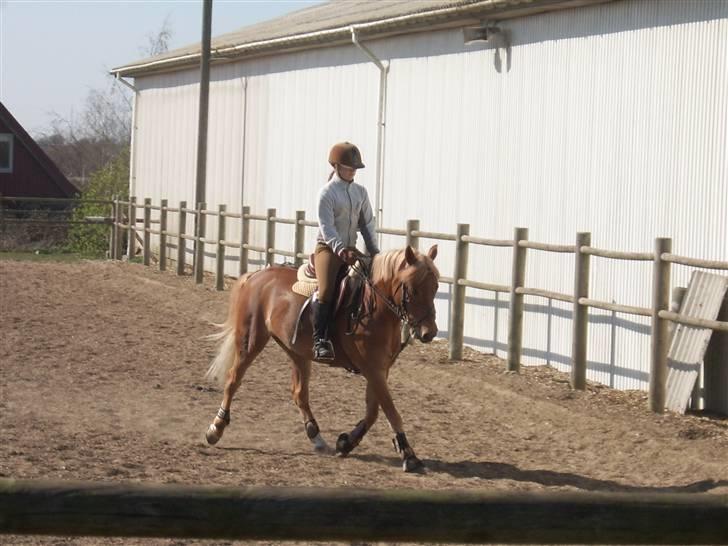 Anden særlig race komet  billede 18