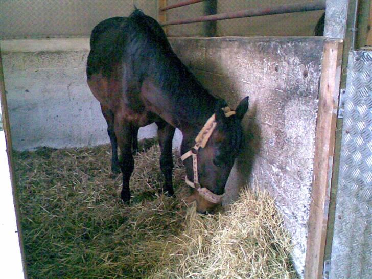 Traver Osari - AFLIVET - Hun er lige blevet´ lukket ind . pga. det regnede (:   billede 1