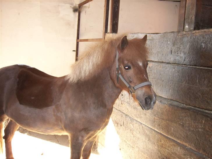Shetlænder jeppe billede 10
