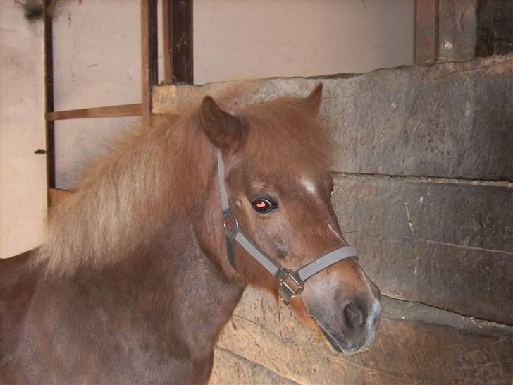 Shetlænder jeppe billede 11