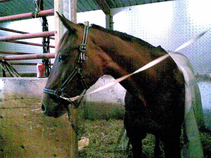 Traver Osari - AFLIVET - Der blev hun rigtig´ nusset :P    billede 2