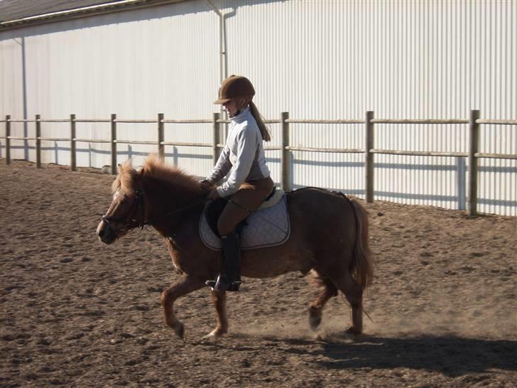 Shetlænder jeppe billede 12