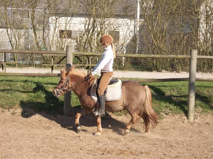 Shetlænder jeppe billede 13