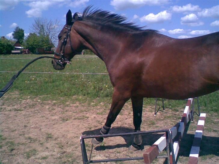 Traver Osari - AFLIVET - Haha´ Hop! .. :P    billede 3