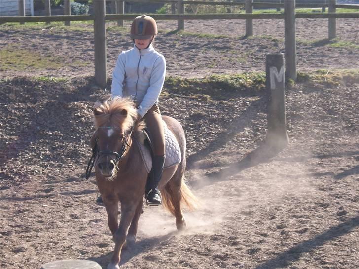 Shetlænder jeppe billede 15