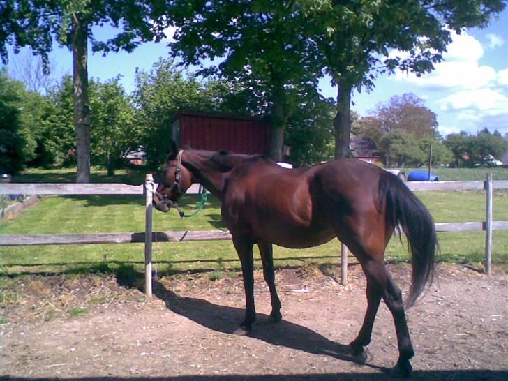 Traver Osari - AFLIVET - Haha .. ahh´ hun tager lige en slapper :P   billede 4