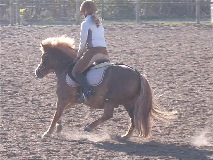 Shetlænder jeppe billede 16