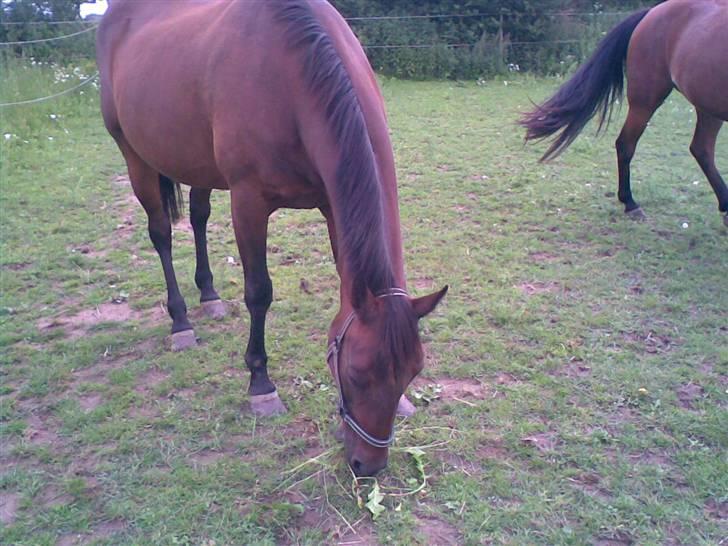 Traver Osari - AFLIVET - elsker dig ..   billede 5