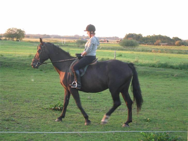 Oldenborg Starlight (solgt) RIP billede 13