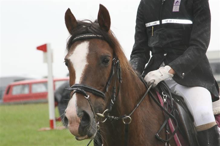 Hollandsk Sportspony Ainoa van uniken - solgt billede 11