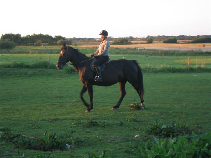 Oldenborg Starlight (solgt) - 1. dag efter alt for lang sommerferie.... billede 5