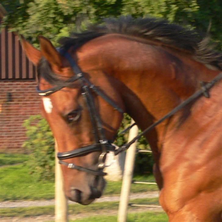 Fuldblod (XX) Fourier (DEN) xx - Uhh.. Min dejlige Fusse <3 billede 3