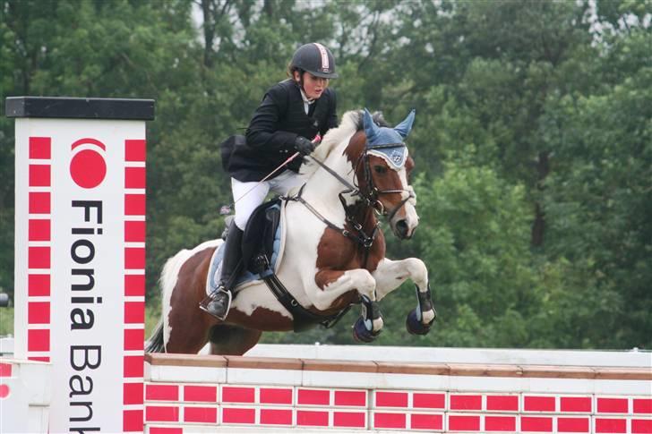 Pinto Amigo  - mur - OUTZEN FOTO  billede 19