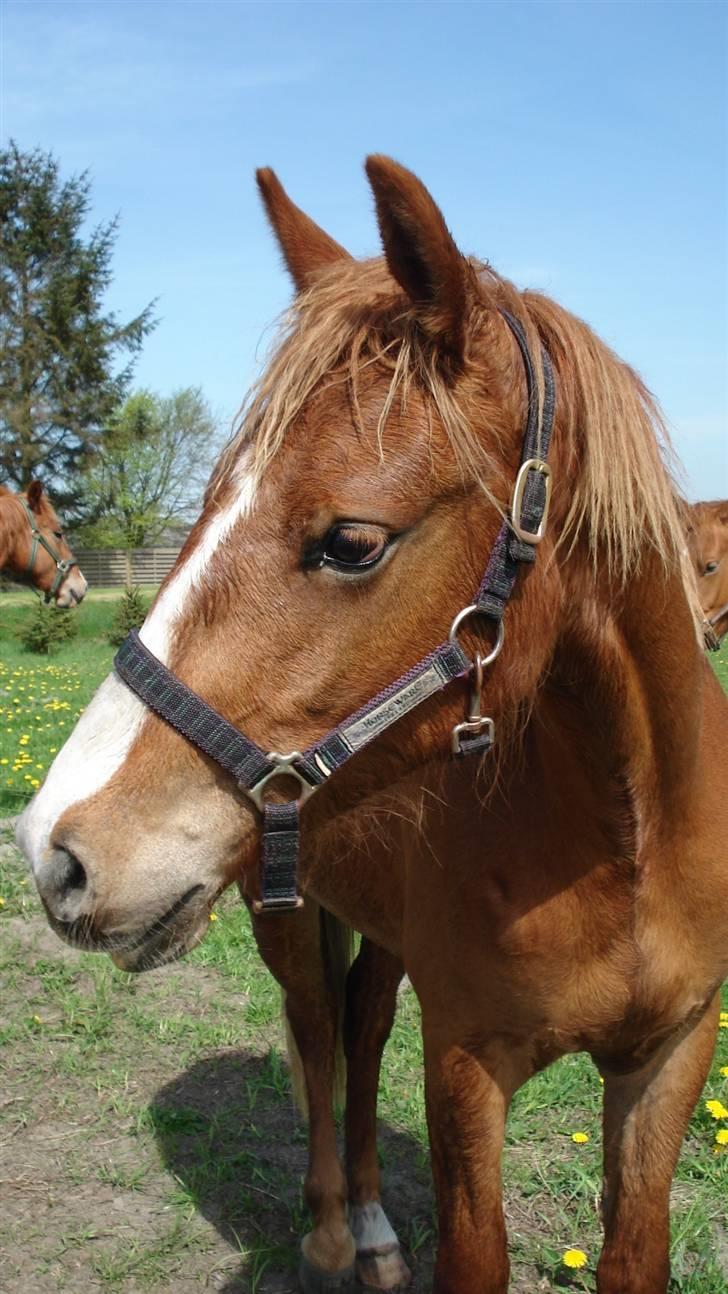 Frederiksborg <3 Chabli <3  - 14-05-08 billede 15