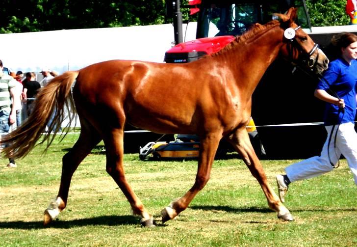 Frederiksborg <3 Chabli <3  - Chabli  Nibe dyrskue 08 billede 16