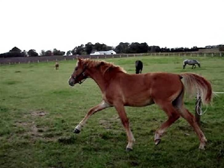 Frederiksborg <3 Chabli <3  billede 17