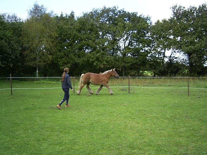 Jyde thea - SOLGT billede 11