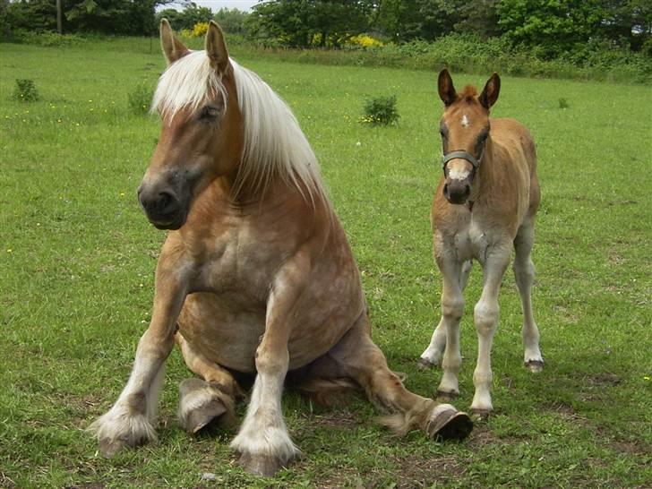 Jyde thea - SOLGT billede 12