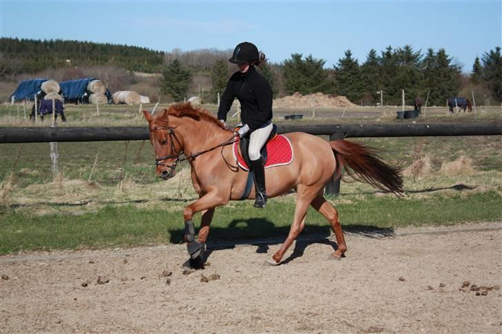 Anden særlig race BELLA <3 - Træning den 18 april 2010<3 Foto: Cecilie Ullits  billede 17