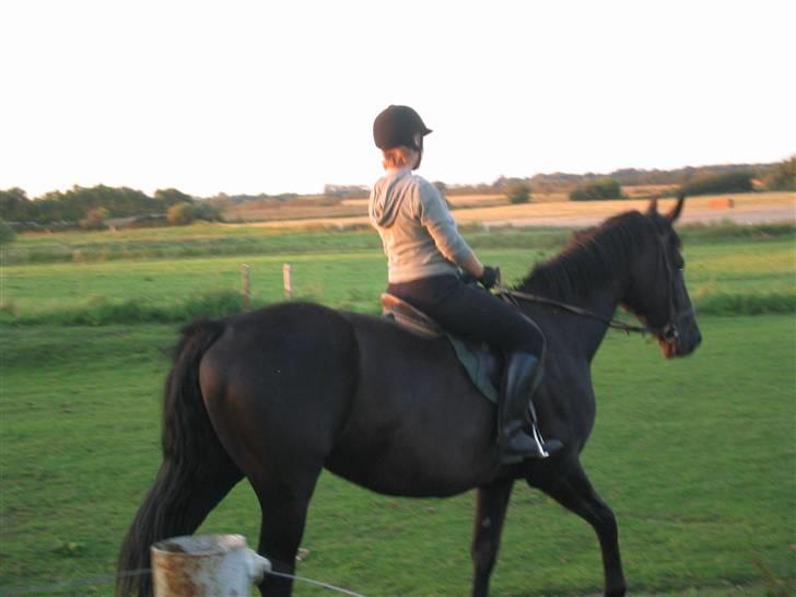 Oldenborg Starlight (solgt) - ...men Starlight havde åbenbart ikke bemærket, at det havde været ferie ;-) billede 6