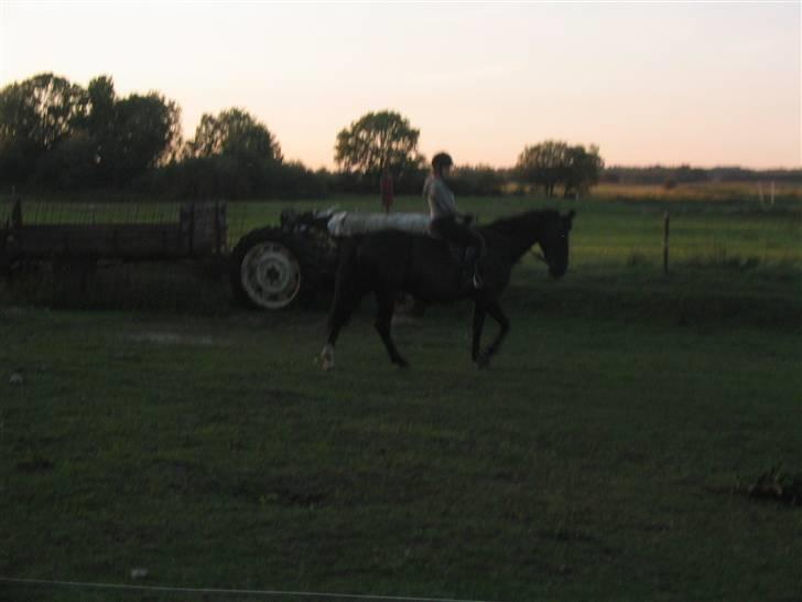 Oldenborg Starlight (solgt) - Desværre lidt mørkt, men kig godt efter... billede 7