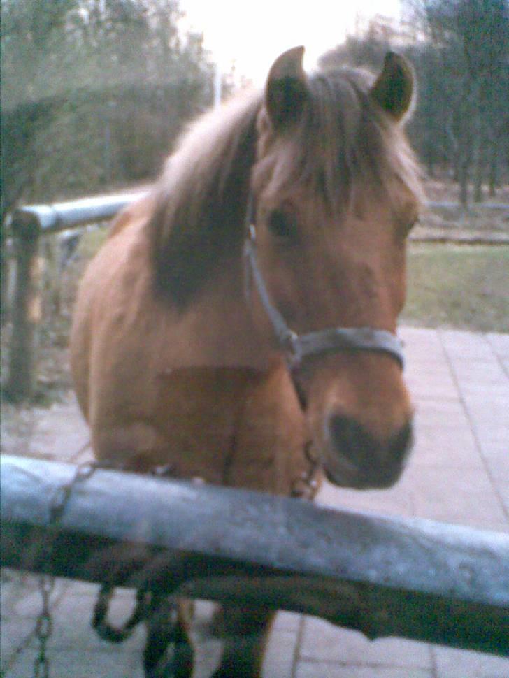 Anden særlig race Yasser - R.I.P - billede er lidt sløret da det er taget med en mobil af et rigtig billede. billedet er fra da jeg havde ham billede 14