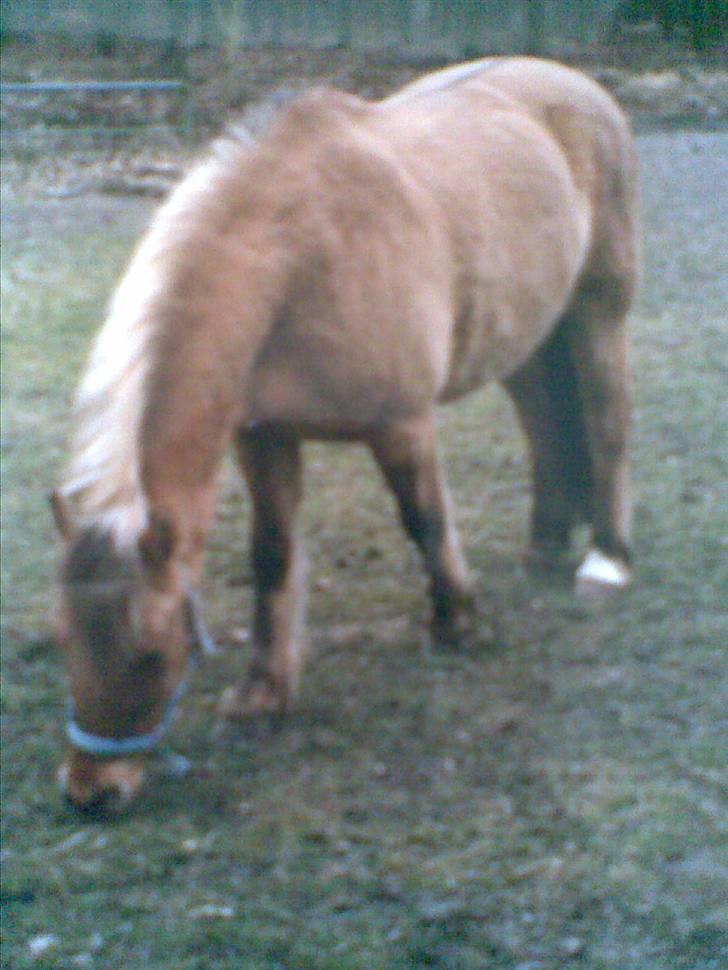 Anden særlig race Yasser - R.I.P - billede er lidt sløret da det er taget med en mobil af et rigtig billede. billedet er fra da jeg havde ham billede 15