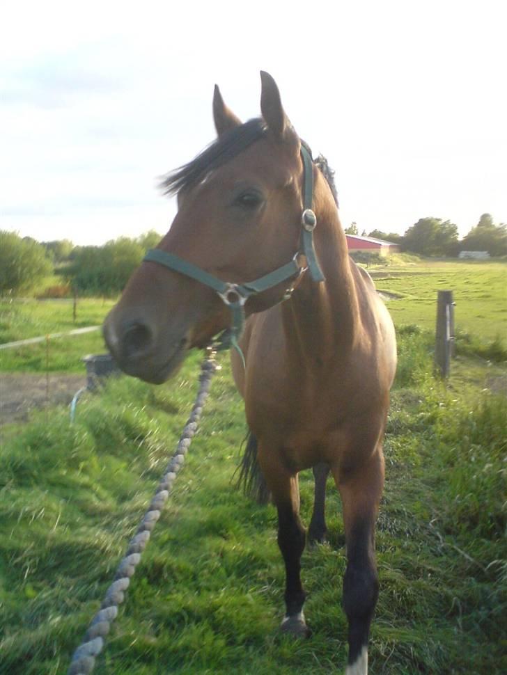 Anden særlig race Macon <3 (R.I.P 24.11.10) - klb 07 billede 4