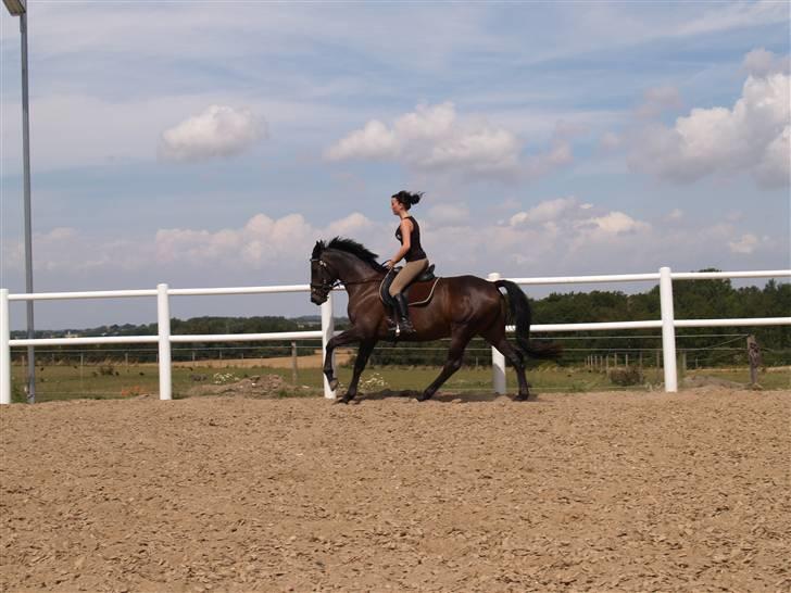 Dansk Varmblod Hanky Panky Firfod - Lidt galop :) Kan bare ikke blive siddende på hende :) billede 2