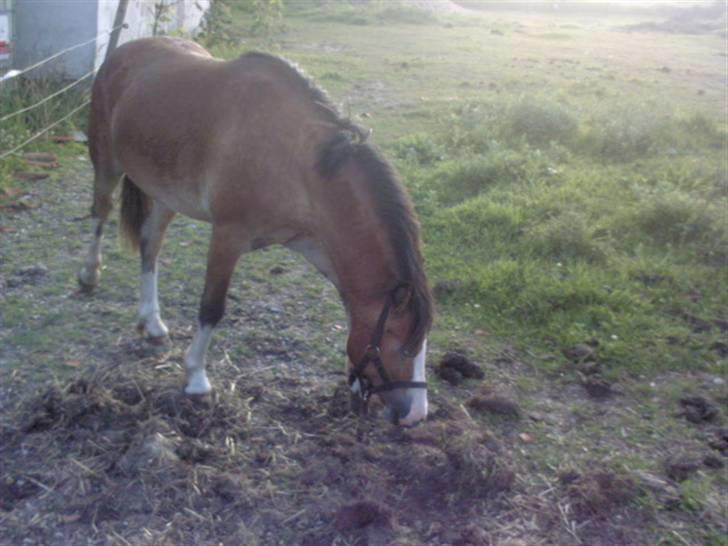 Welsh Mountain (sec A) Littel Blue Boy  - SOLGT - Hvem har været her sidst? billede 4