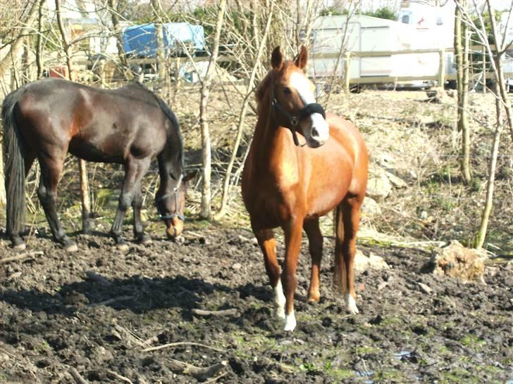 Hollandsk Varmblod Imarach "altid savnet" - en smuk vinterdag billede 1